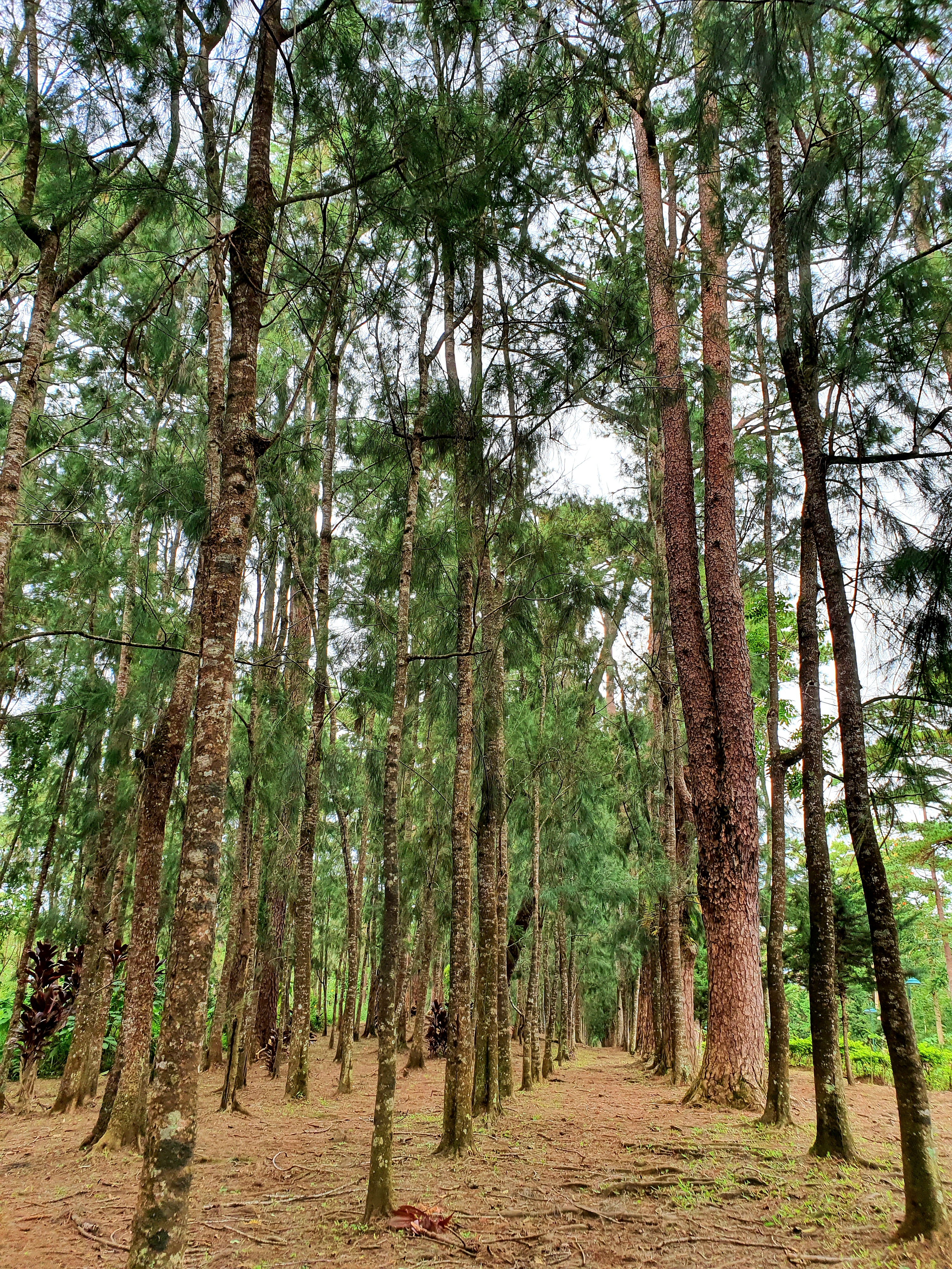 Burnham Park Baguio — larawan 10 sa 18: tanawin ng parke, lagoon, rose garden, pine trees, at mga aktibidad