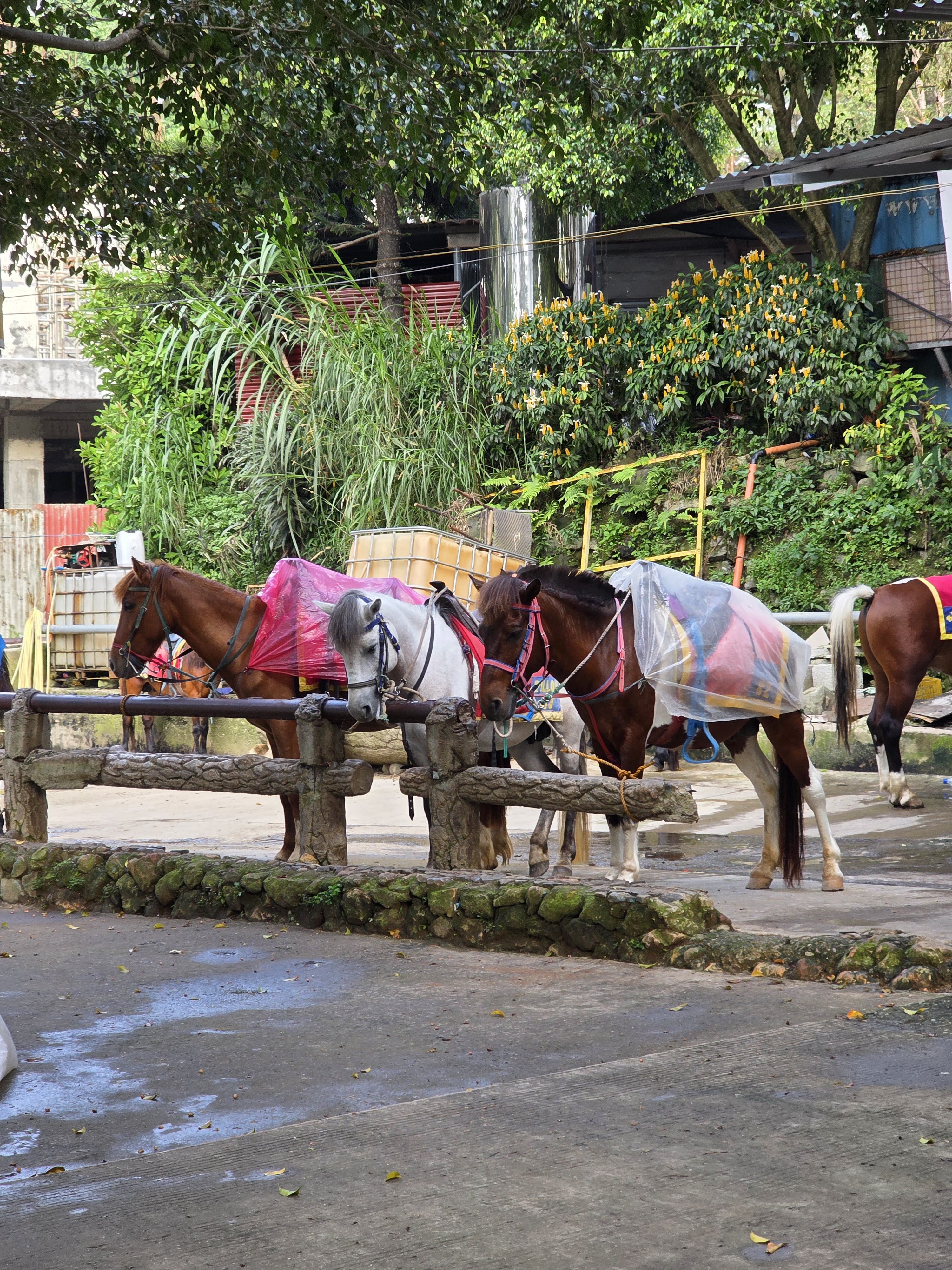 Wide view of Burnham Park with lush greenery and pine trees — the green heart of Baguio City